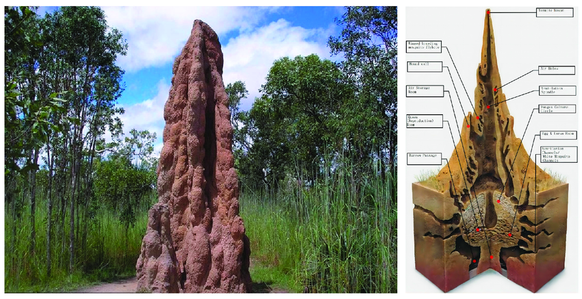 Termite Mound