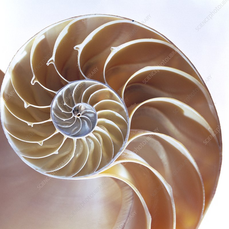 Nautilus Shell