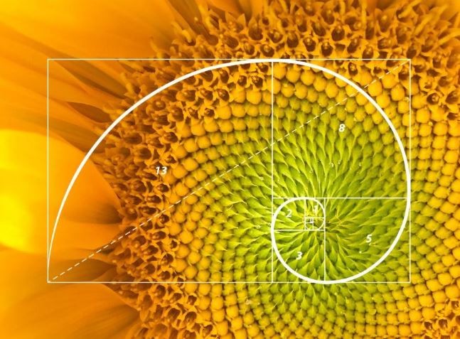 Fibonacci Spirals in Sunflower